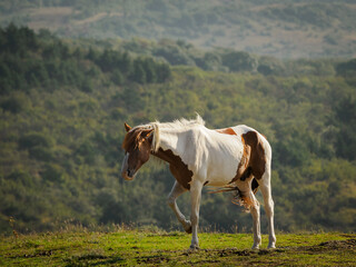Chudy koń w Gruzji © JOANNA