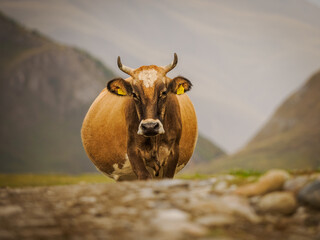 Krowa na tle gór © JOANNA