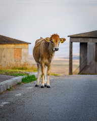 Cielak w Gruzji w Udabno © JOANNA