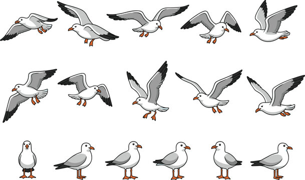 Seagulls flying and standing in various poses
