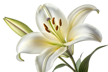 Red Wireless Optical Computer Mouse Isolated on White Background High Resolution Stock Photo