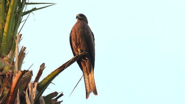 Honey Bee (Apis mellifera) Foraging on Yellow Rapeseed Flower in 240fps 4K Slow Motion. Pollinating Insect Collecting Nectar with Detailed Wings and Body Captured in Cinematic High-Detail Nature 