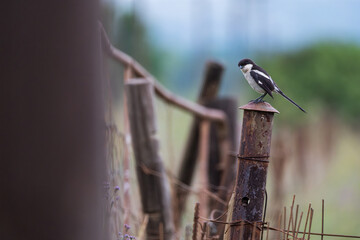Shrike perching on a rusty metal pole 