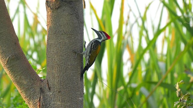 Black-Rumped Flameback (Dinopium benghalense) Searching for Ants on Tree in 120fps 4K Slow Motion. Vibrant Woodpecker Clinging to Tree Trunk with Detailed Plumage and Natural Foraging Behavior Capture