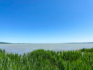 calm lake view with reeds and clear blue sky