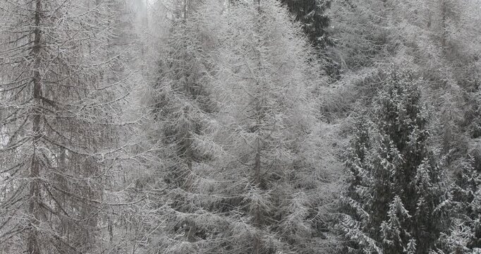 pine trees texture covered in winter snow and frost with icy patterns and gray grunge surface, Italy