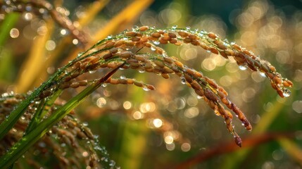 Fototapeta premium Close-up of Freshly Harvested Rice Plants with Water Droplets Glimmering in the Morning Sunlight in a Lush Agricultural Field