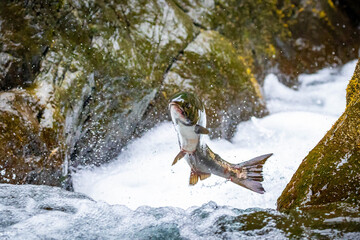 Wild Salmon Leaping Towards Spawning Grounds © PhotoSpirit