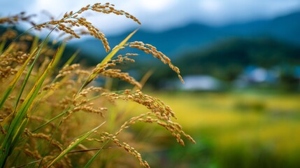 Fototapeta premium Golden Rice Grains in Lush Green Field Under Dramatic Cloudy Sky, Close-Up View of Nature's Bounty Against Mountainous Background