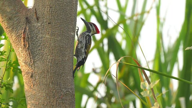 Black-Rumped Flameback (Dinopium benghalense) Searching for Ants on Tree in 120fps 4K Slow Motion. Vibrant Woodpecker Clinging to Tree Trunk with Detailed Plumage and Natural Foraging Behavior Capture