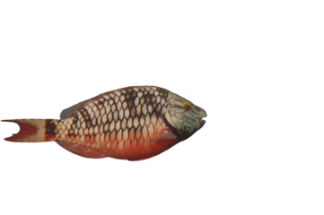 Wild initial phase Stoplight Parrotfish Sparisoma Viride