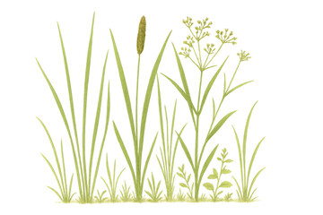 Obraz premium Lush spring and summer meadow plants growing, various green wild herb and floral vegetation on transparent background