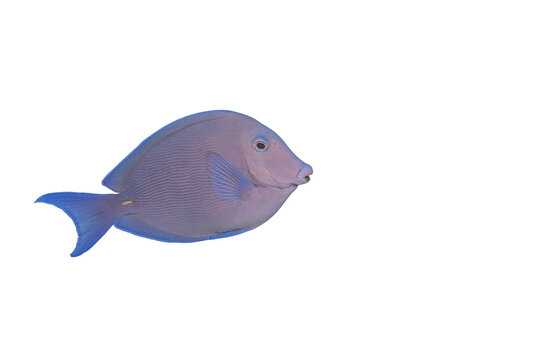 Wild Atlantic Blue Tang Acanthurus Coeruleus