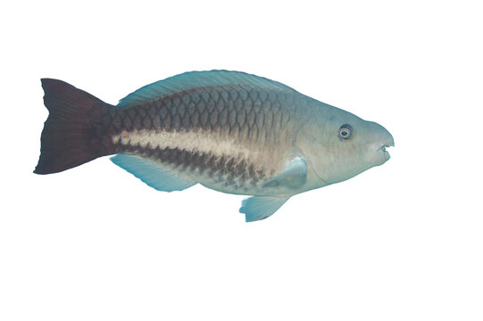 Wild Female Queen or Blownose Parrotfish Scarus Vetula in initial phase