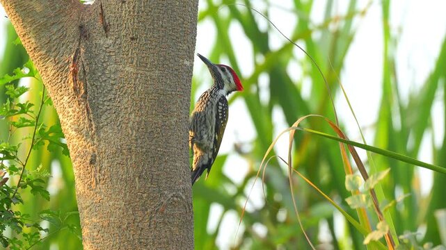 Black-Rumped Flameback (Dinopium benghalense) Searching for Ants on Tree in 120fps 4K Slow Motion. Vibrant Woodpecker Clinging to Tree Trunk with Detailed Plumage and Natural Foraging Behavior Capture