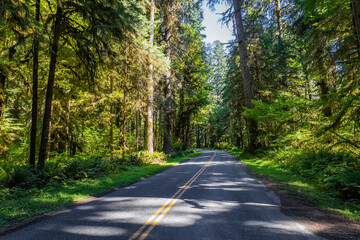 Scenic Forest Road through Hall of Mosses Rainforest