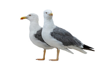 two Larus cachinnans isolated on white background