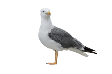 Larus cachinnans isolated on white background