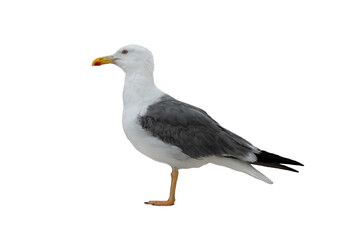 Larus cachinnans isolated on white background