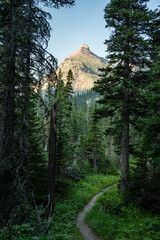 Narrow Trail Curves Through Thick Forest In Glacier
