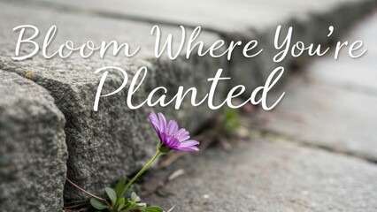 A single purple flower blooming beside a weathered stone