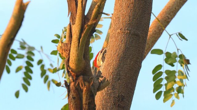 Black-Rumped Flameback (Dinopium benghalense) Searching for Ants on Tree in 120fps 4K Slow Motion. Vibrant Woodpecker Clinging to Tree Trunk with Detailed Plumage and Natural Foraging Behavior Capture