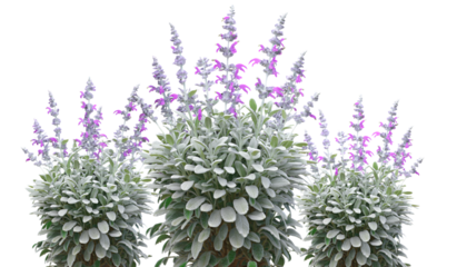 Three lavender plants with gray-green foliage and light purple flower spikes are visible against a bright white background PNG