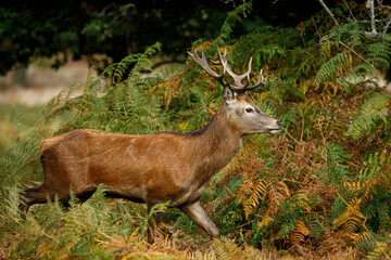 Red Deer (Cervus elaphus) into de forest