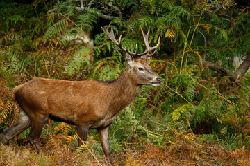 Red Deer (Cervus elaphus) into de forest