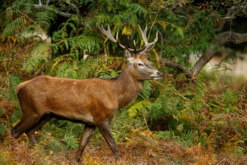 Red Deer (Cervus elaphus) into de forest