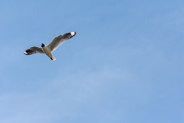 Gull flying in a clear blue sky, low angle view with copy space