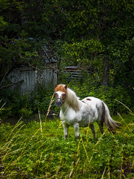 Pony standing in a green field with trees