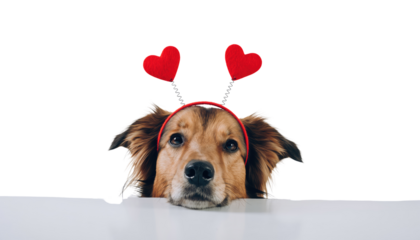 Valentine day adorable dog with heart shaped headband peeking over a table looking playful and sweet plain white background and png