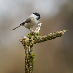 Naklejka premium Marsh Tit (Poecile palustris), adult bird perched on a mossy branch in winter light, a generally common species in the Czech Republic