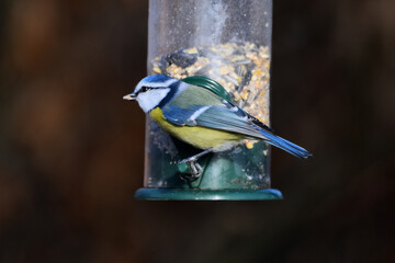 blue tit on a feeder in the garden © Duvekot Fotografie