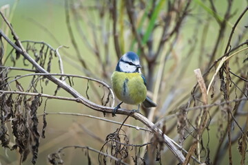 Fototapeta premium Blue Tit (Cyanistes caeruleus) perched on bare twigs in winter vegetation – common songbird in the Czech Republic