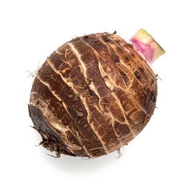 Side View of Whole Raw Taro Root with Pink Stem Bud Isolated on White Background