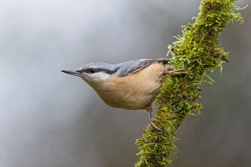 Eurasian Nuthatch (Sitta europaea) perched on a moss-covered tree trunk in forest habitat &ndash; common woodland bird in the Czech Republic