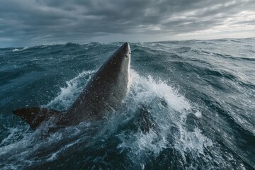 Fototapeta premium Close up of great white shark dorsal fin