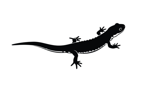 A simple and elegant black silhouette of a newt or salamander, a small amphibian creature, isolated on a white background.