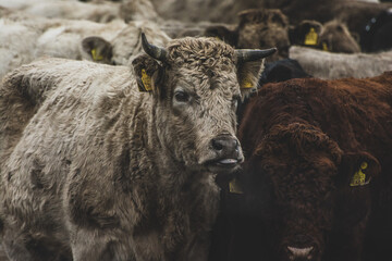 Fototapeta premium cow and calf