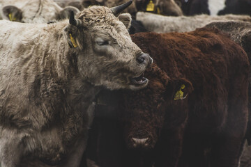 Fototapeta premium buffalo in the snow