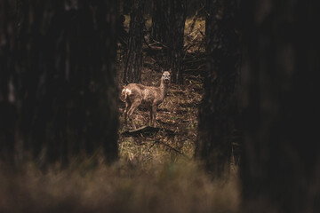 deer in the woods © Володимир Олейніков