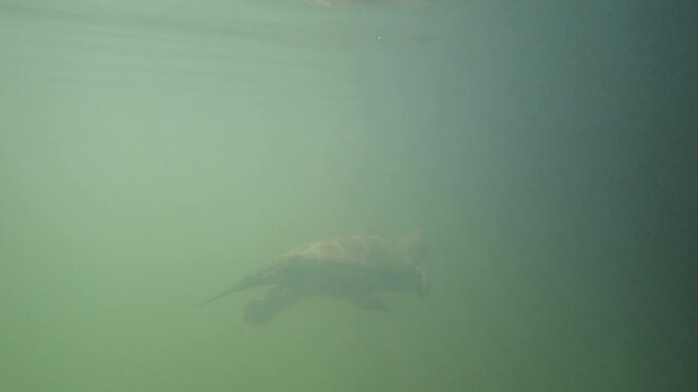 Underwater Snapping Turtle Swimming in Freshwater Lake