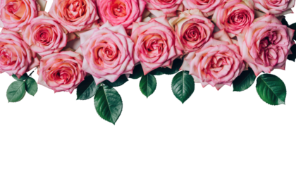 Valentine day beautiful arrangement of pink roses with lush green leaves for a ready for compositing on white and transparent background
