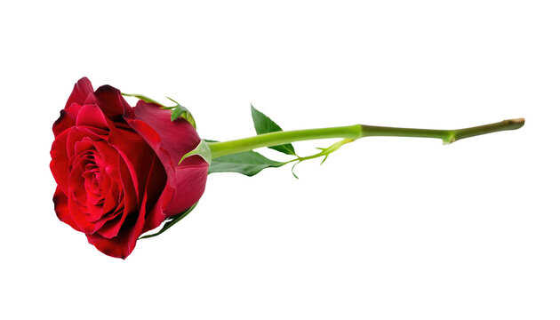 Valentine day beautiful red rose with green leaves on a long stem perfect for romantic occasions cutout on alpha channel