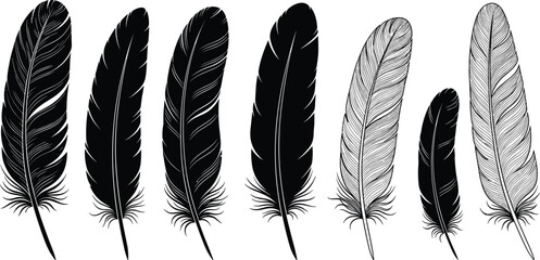 Collection of black and white detailed feathers on white background quill bird feather © Riyaj Vector Valley