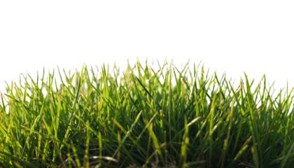 Green grass blades extend upwards toward a bright white area above creating a simple nature image with a fresh feel on white background PNG