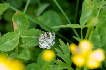 Common carpet (Ematurga alternata) moth perched on a green plant in Zurich, Switzerland © Janine