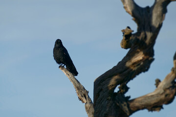 Carrion Crow (Corvus corone) sitting in a tree in Zurich, Switzerland